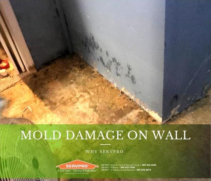 Mold damage to the lower half of a wall in a residential property.