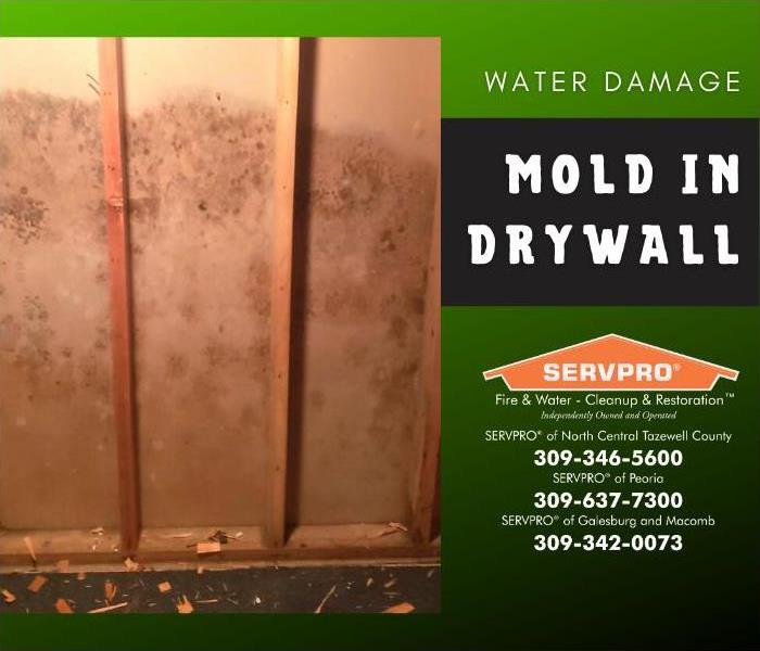 Drywall covered in mold before the remediation process.
