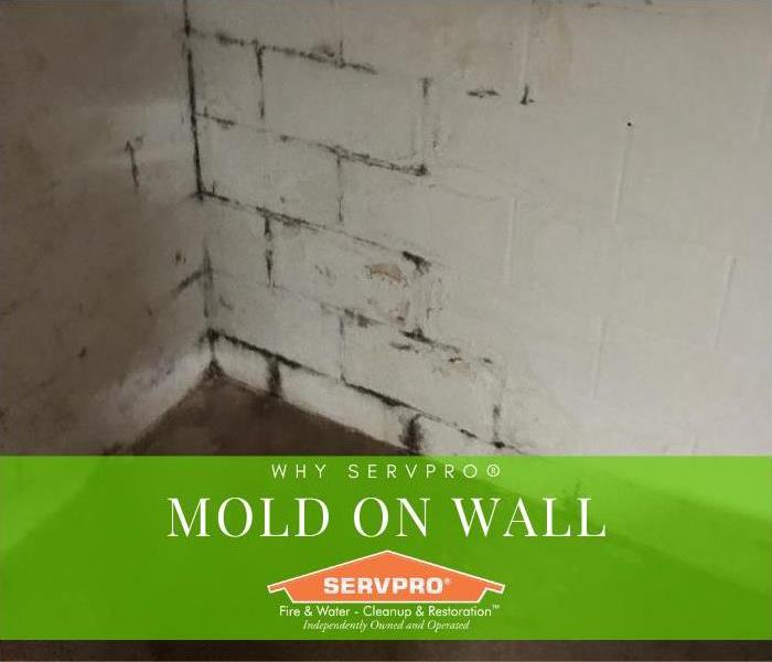Mold buildup on concrete basement wall.