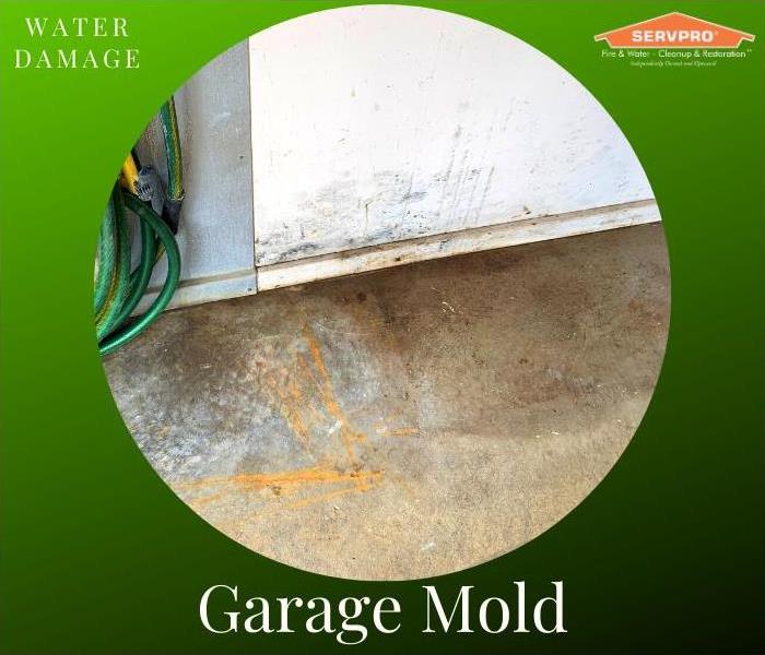 Client garage has mold on the lower portion of the wall from unnoticed water damage.