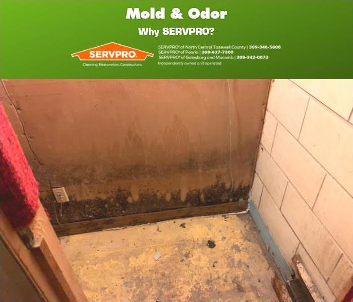 Mold on a porous wall.